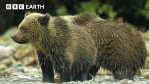 Video post by @bbcearth on YouTube