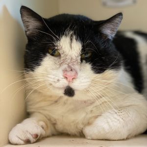 Image post by @whitmanpets on Instagram