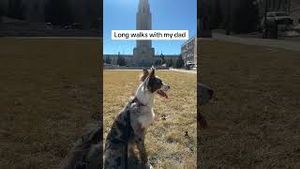 Video post by @randysilvertv on YouTube