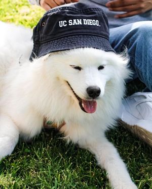 Image post by @ucsandiego on Instagram