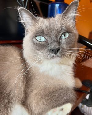 Image post by @brunrik.and.pyrene.ragdolls on Instagram