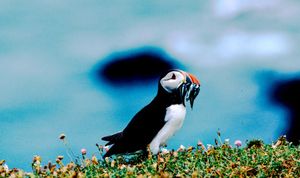 Image post by @rspb on Instagram