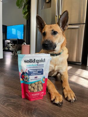 Image post by @solidgoldpets on Instagram