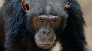 Video post by @bbcearth on YouTube