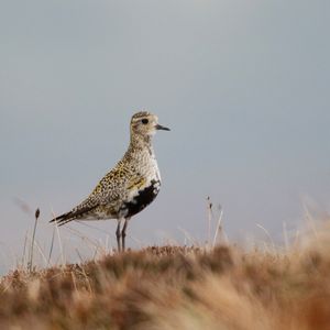 Image post by @rspb on Instagram