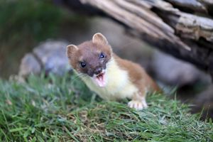 Image post by @AnimalPlanet on Twitter