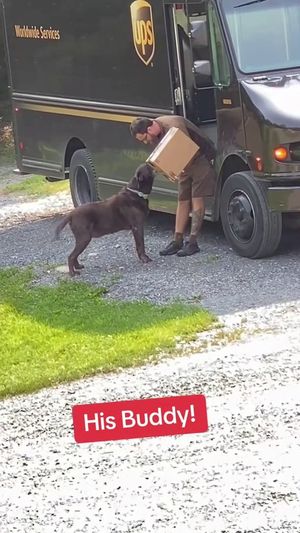 Video post by @ups on Instagram