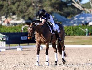 Image post by @usequestrian on Instagram