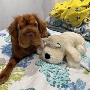Image post by @originalsnugglepuppy on Instagram