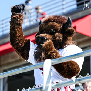 Image post by @HoosiertheBison on Twitter