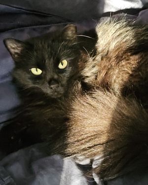 Image post by @spokhumanesoc on Instagram