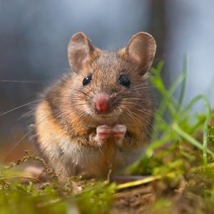 Image post by @animalplanet on Instagram