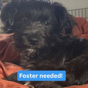 Image post by @northmeckanimalrescue on Instagram