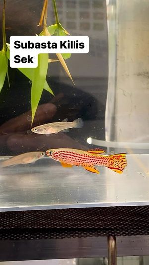Video post by @aqualupi on Instagram