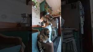 Video post by @tinyhouseexpedition on YouTube