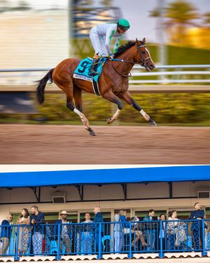 Image post by @pegasusworldcup on Instagram