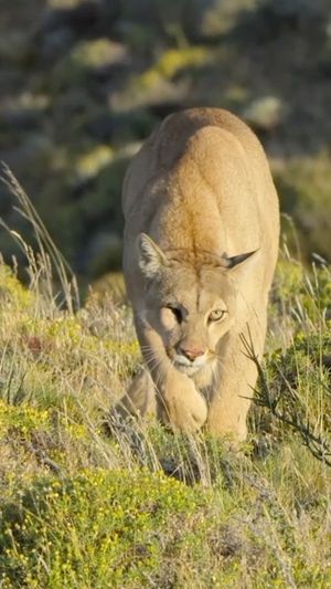 Video post by @bbcearth on Instagram