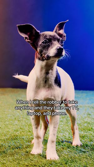 Video post by @animalplanet on TikTok