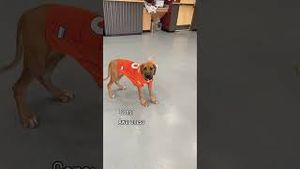 Video post by @denver8tv on YouTube