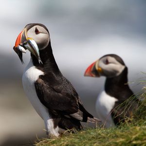 Image post by @rspb on Instagram