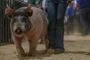 Image post by @larimercountyfair on Instagram