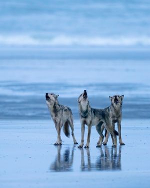 Image post by @paulnicklen on Instagram