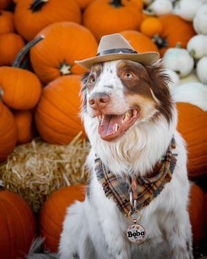 Image post by @triumphpetfood on Instagram