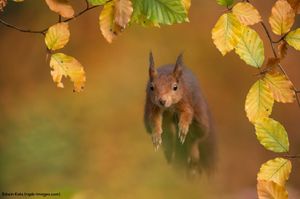 Image post by @rspb on Instagram