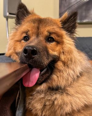 Image post by @tsukitheeurasier on Instagram