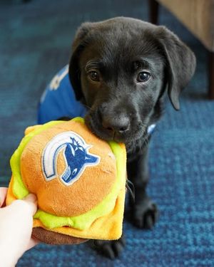 Image post by @canuckspup on Instagram