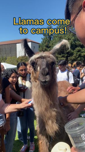 Video post by @ucberkeley on TikTok