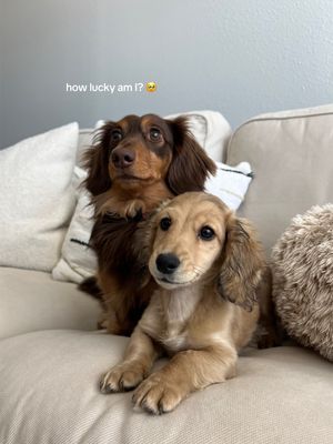Video post by @catchingupwithcaitlin on TikTok