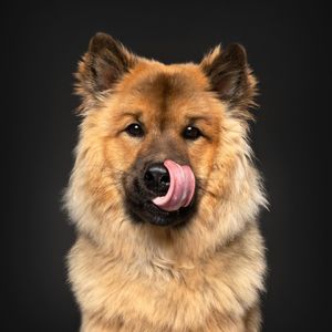 Image post by @tsukitheeurasier on Instagram