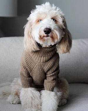 Image post by @evolvepetfood on Instagram