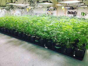 Image post by @TheGrowDoctorOklahoma on Facebook