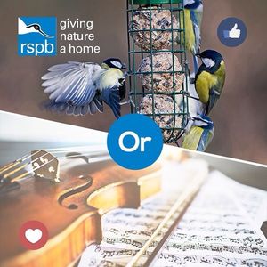 Image post by @rspb on Instagram
