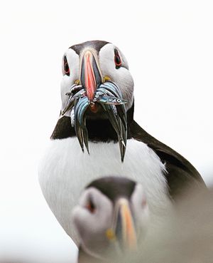 Image post by @bbcearth on Instagram