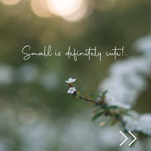 Image post by @leafyaffair on Instagram
