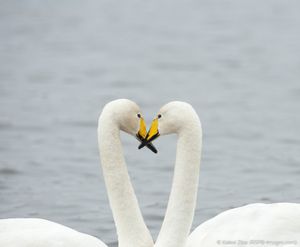 Image post by @rspb on Instagram