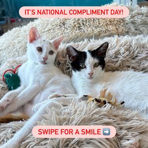 Image post by @petsmart on Instagram