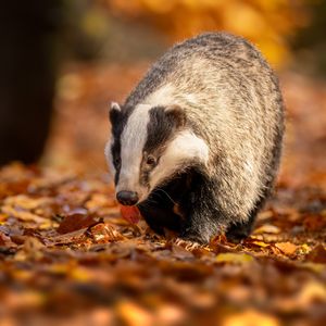 Image post by @animalplanet on Instagram