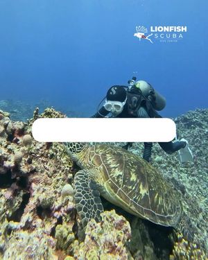Image post by @lionfishscuba on Instagram