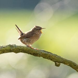 Image post by @rspb on Instagram