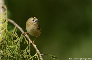 Image post by @rspb on Instagram