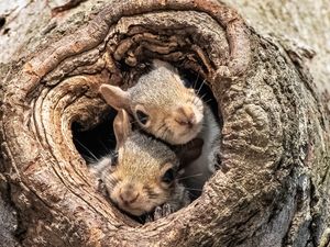 Image post by @AnimalPlanet on Twitter