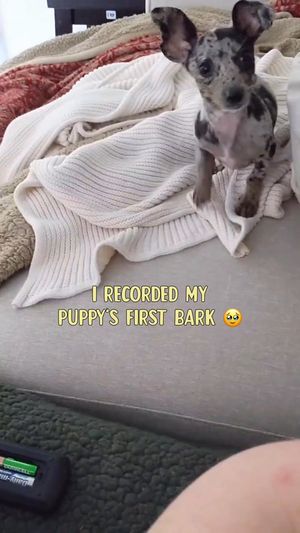 Video post by @bygollymisterollie on Instagram