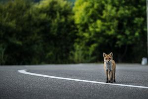 Image post by @dominic_marcu on Instagram