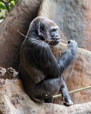 Image post by @thetorontozoo on Instagram