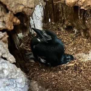 Image post by @thetorontozoo on Instagram