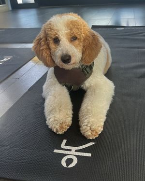 Image post by @sweatyoga on Instagram